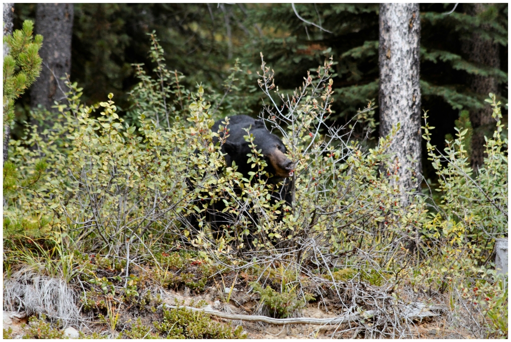 06 - Icefields Parkway (34).jpg
